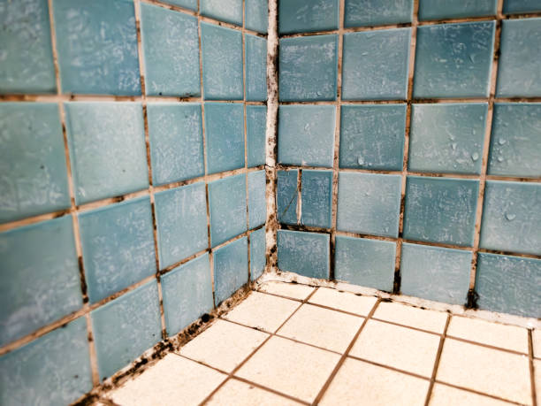 Best Environmental Consulting for Mold Prevention  in Kirksville, MO